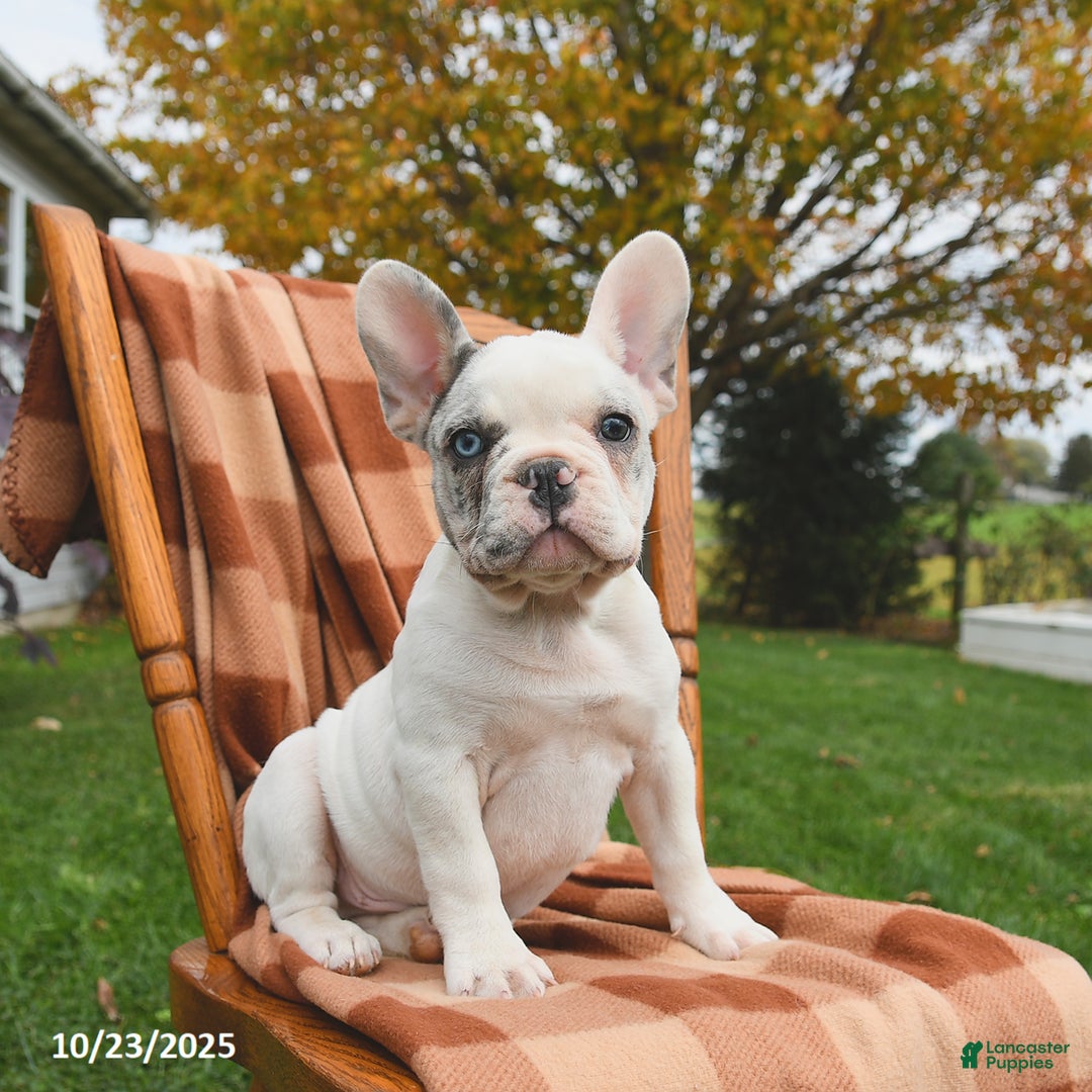 French Bulldog dogs for sale: Smokey - Ad 1