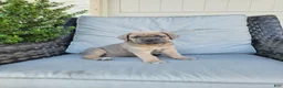 Cane Corso dogs for sale: Willow - Ad 2