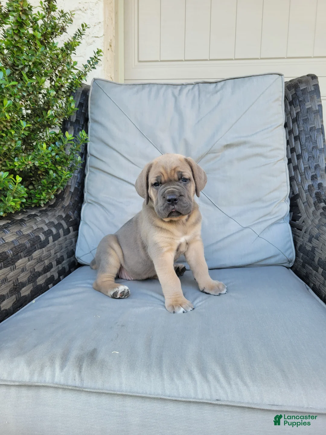 Cane Corso dogs for sale: Willow - Ad 2