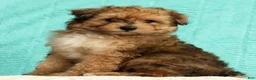 Pomapoo dogs for sale: Patrick - Ad 4