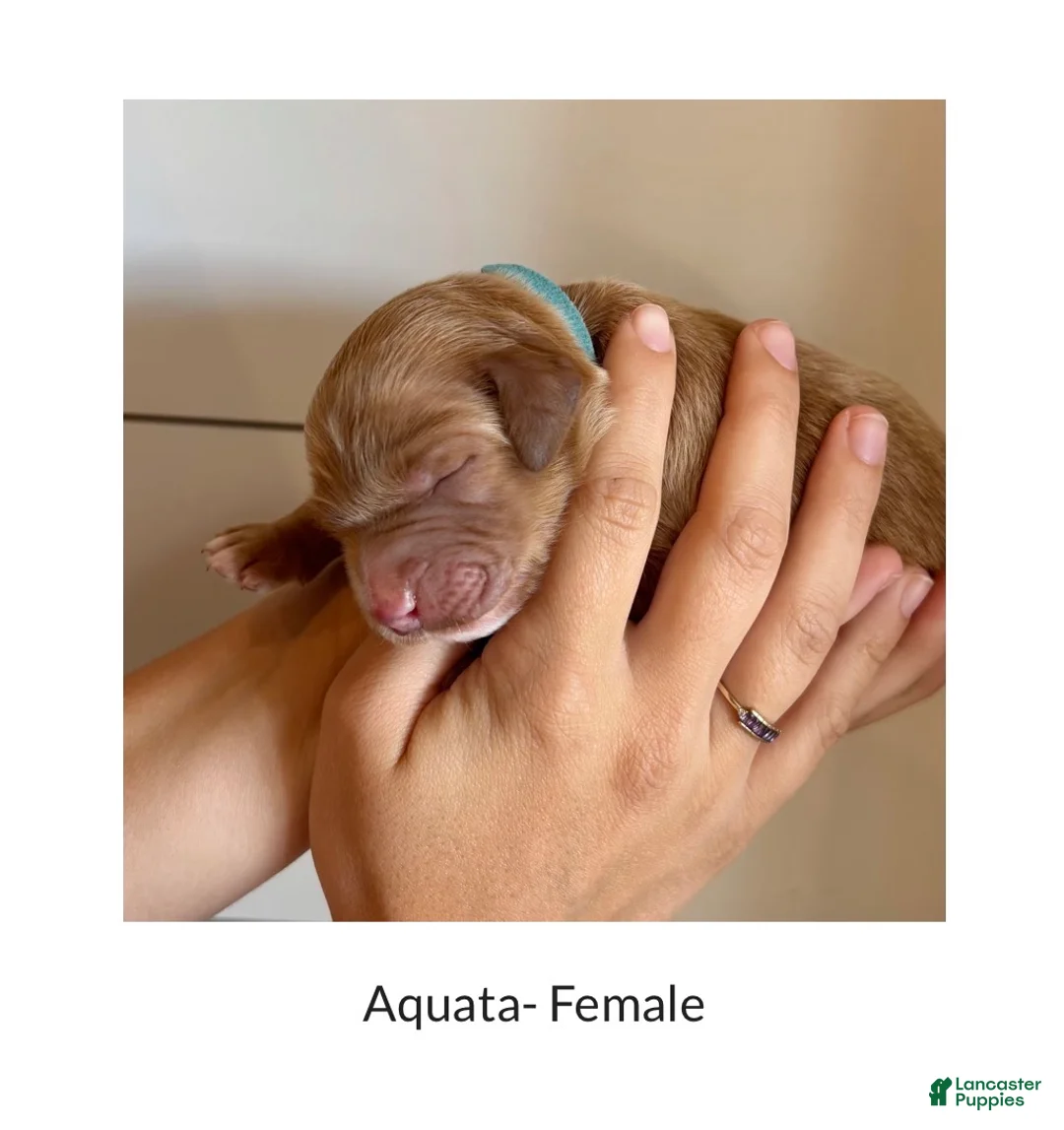Irish Doodle dogs for sale: Irish Doodle Puppy- Aquata - Ad 1