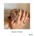 Irish Doodle Puppy- Aquata
