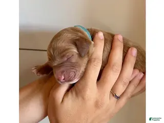 Irish Doodle dogs for sale: Irish Doodle Puppy- Aquata - Ad 3