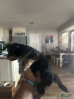Mixed Breed dogs Mixed Breed 3 - Ad 1