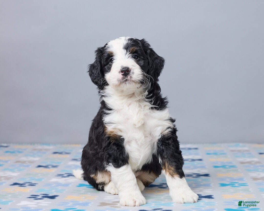 Mini Bernedoodle dogs Camilla - Ad 2