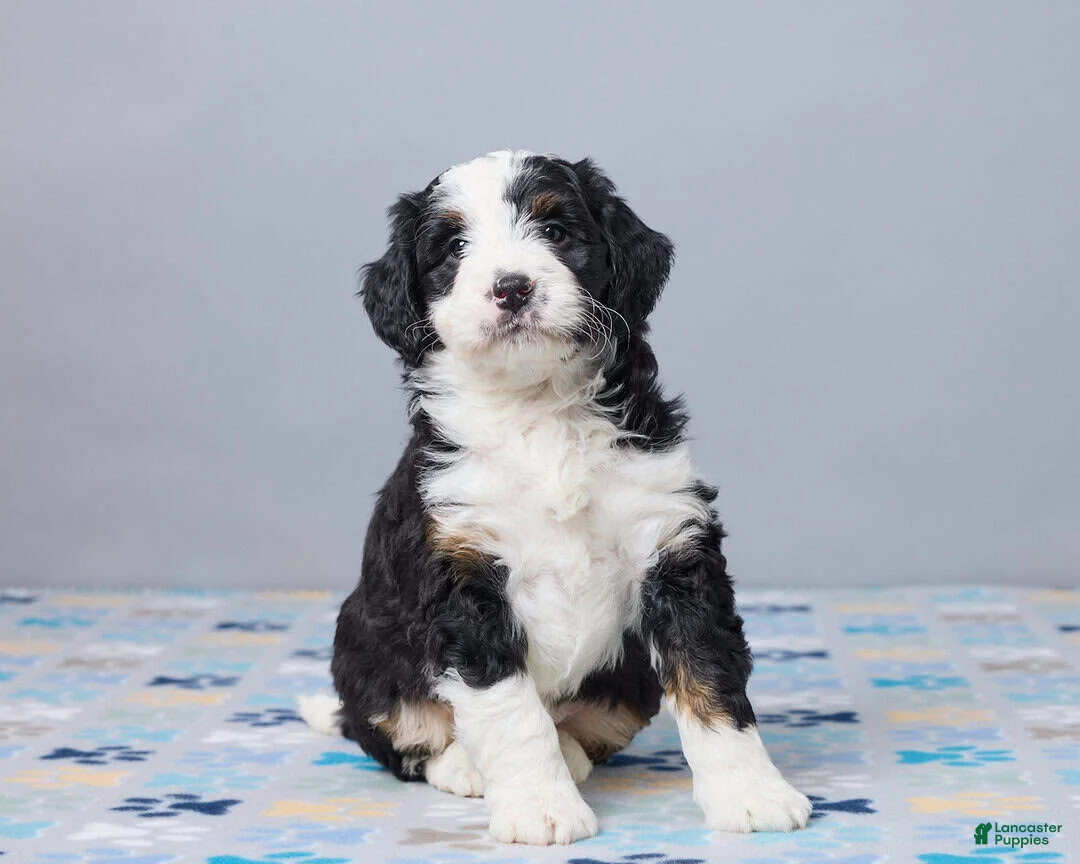 Mini Bernedoodle dogs for sale: Camilla - Ad 2