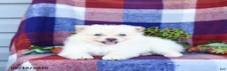 Pomeranian dogs for sale: Foxy - Ad 4