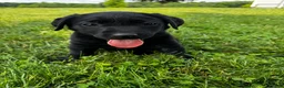 Labrador Retriever dogs for sale: Labrador Retriever 3 - Ad 4
