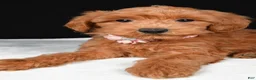 Mini Goldendoodle dogs for sale: Sheila F1B - Ad 4