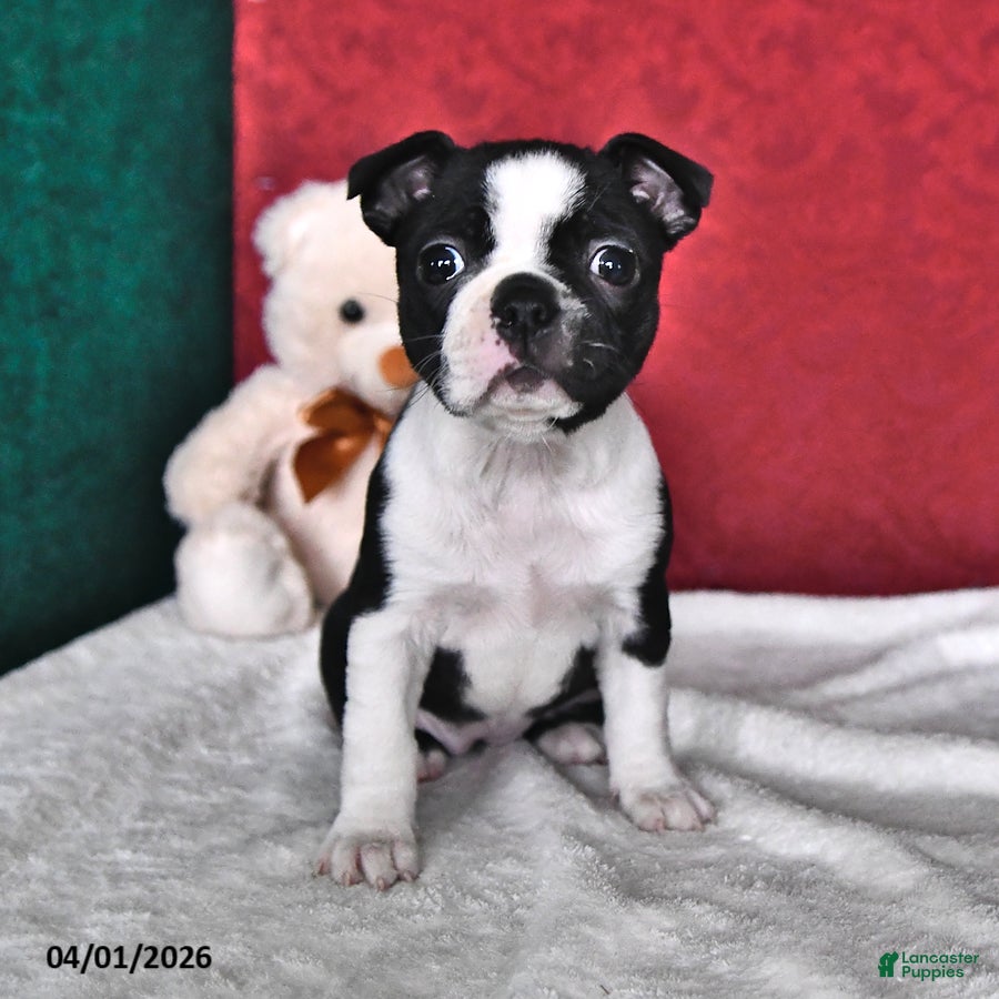Boston Terrier dogs Joyce - Ad 2