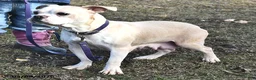 Frenchton dogs for sale: Poppy - Ad 6