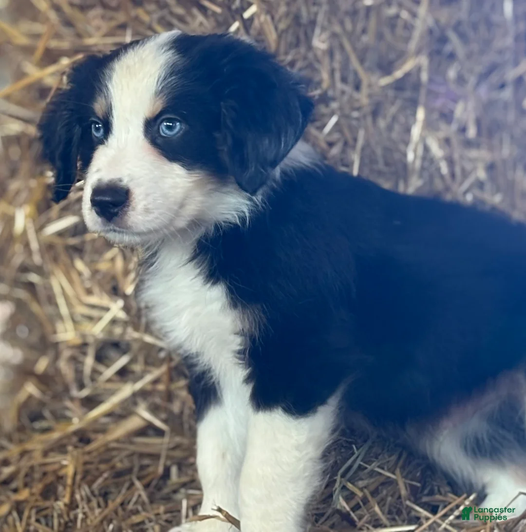 Australian Shepherd dogs for sale: Australian Shepherd 11 - Ad 2