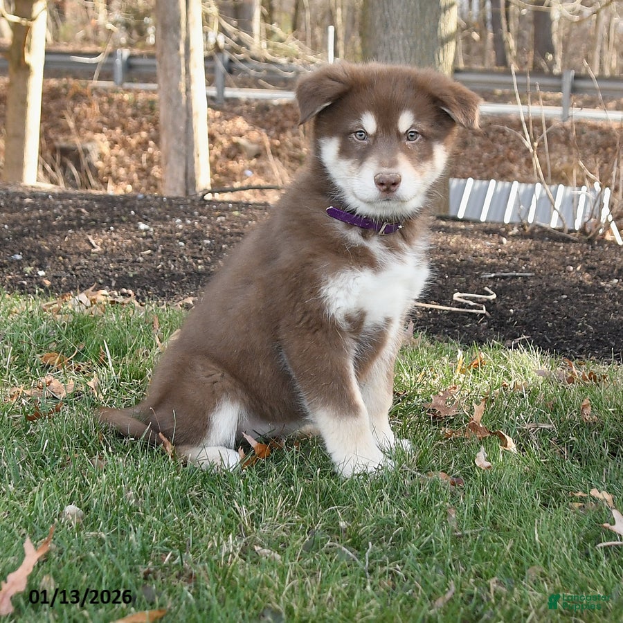 Alaskan Malamute dogs Sabrina - Ad 20