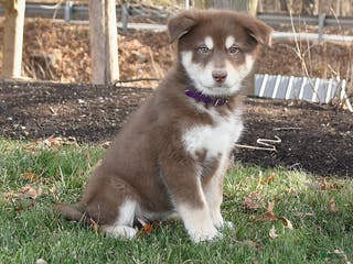 Alaskan Malamute dogs Sabrina - Ad 20