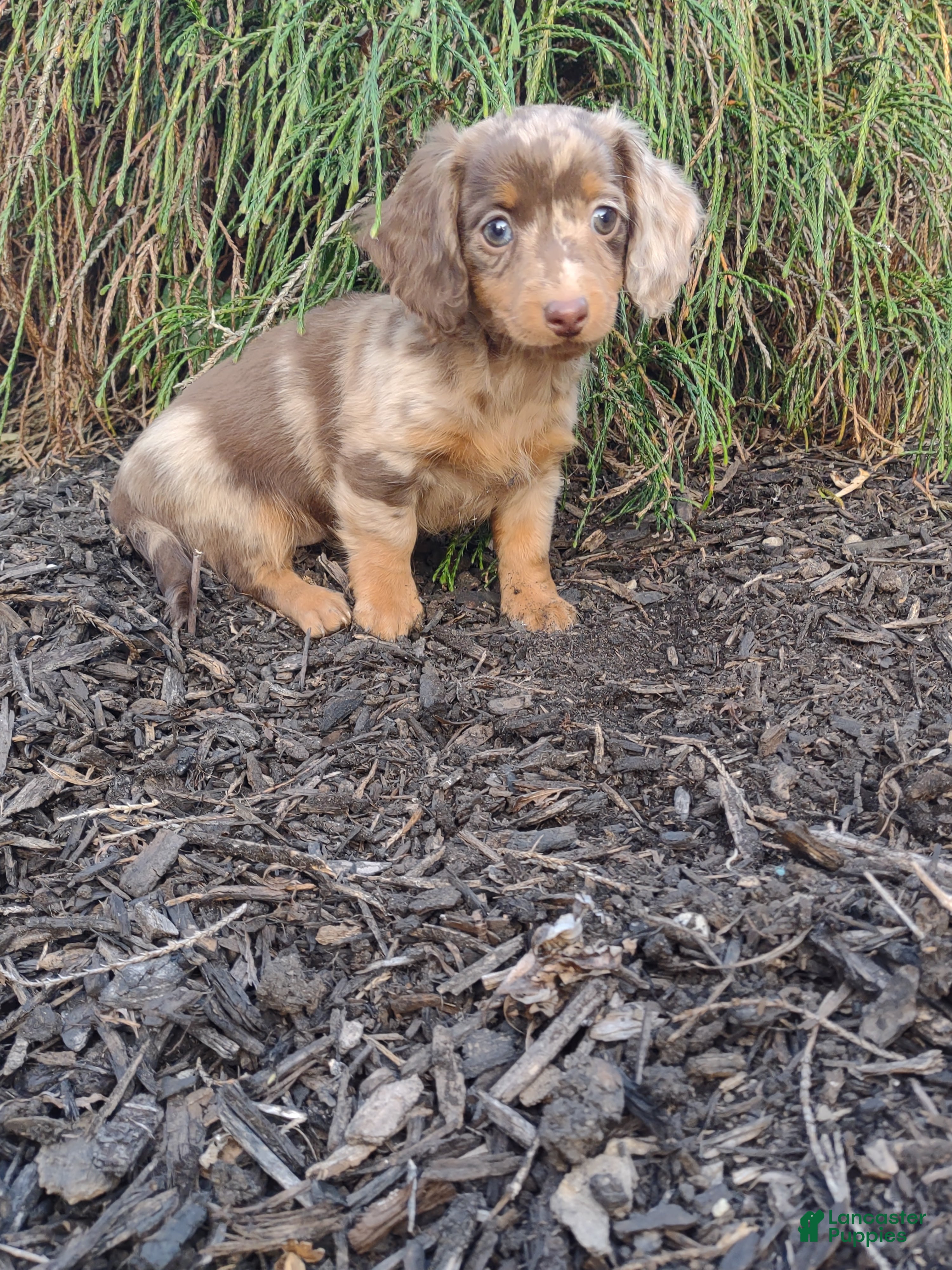Dachshund dogs Riley - Ad 9