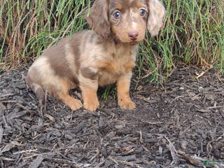 Dachshund dogs Riley - Ad 5