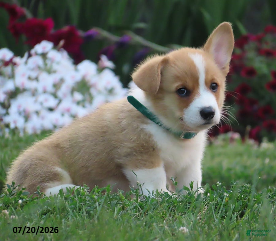 Welsh Corgi Pembroke dogs Snuggle - Ad 1