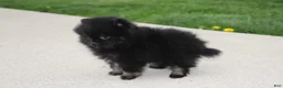Pomeranian dogs for sale: Connie  - Ad 11