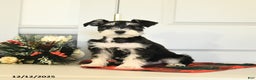 Miniature Schnauzer dogs for sale: Dancer - Ad 2