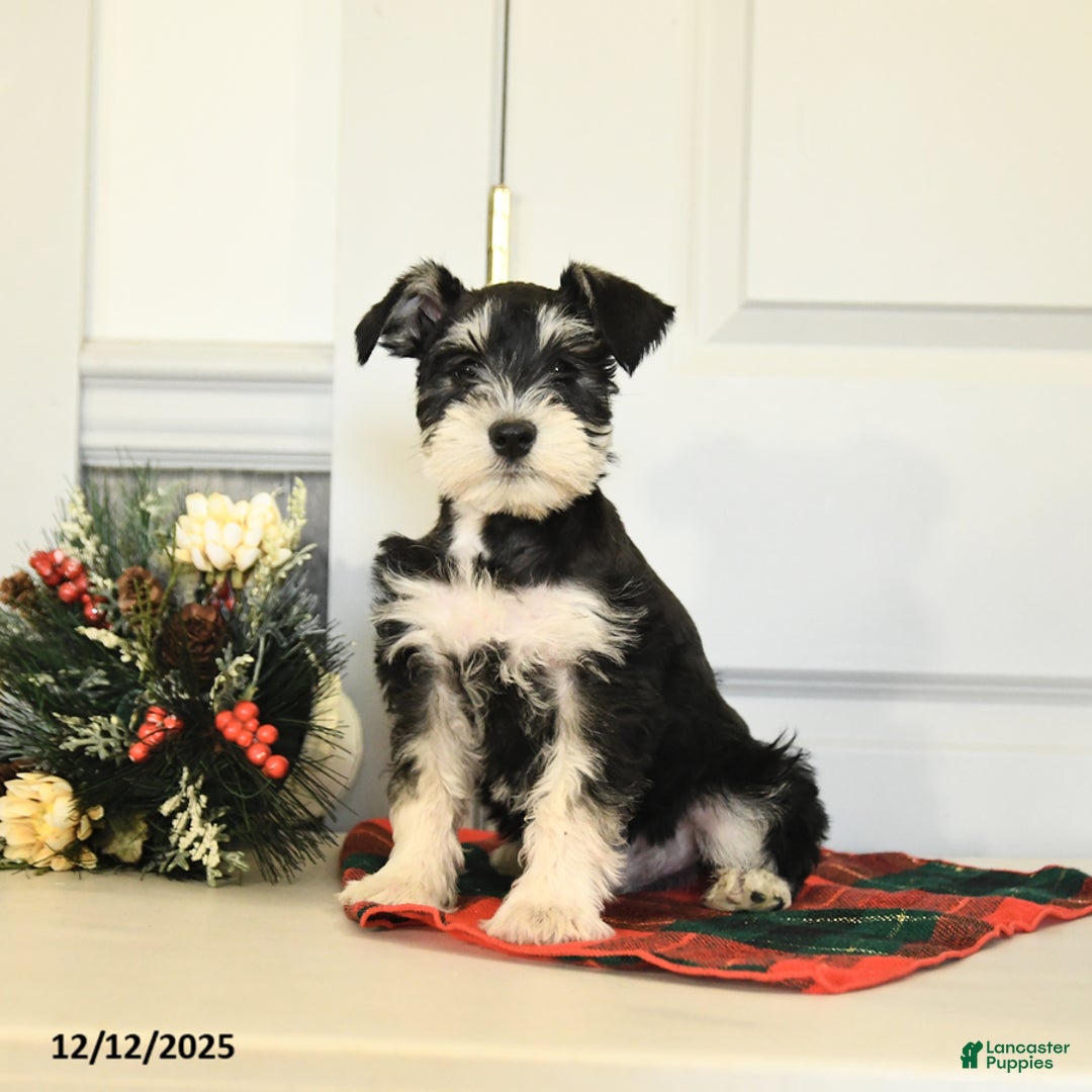 Miniature Schnauzer dogs for sale: Dancer - Ad 2
