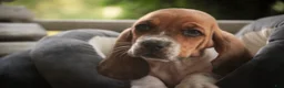 Basset Hound dogs for sale: Otis Basset Hound  - Ad 4