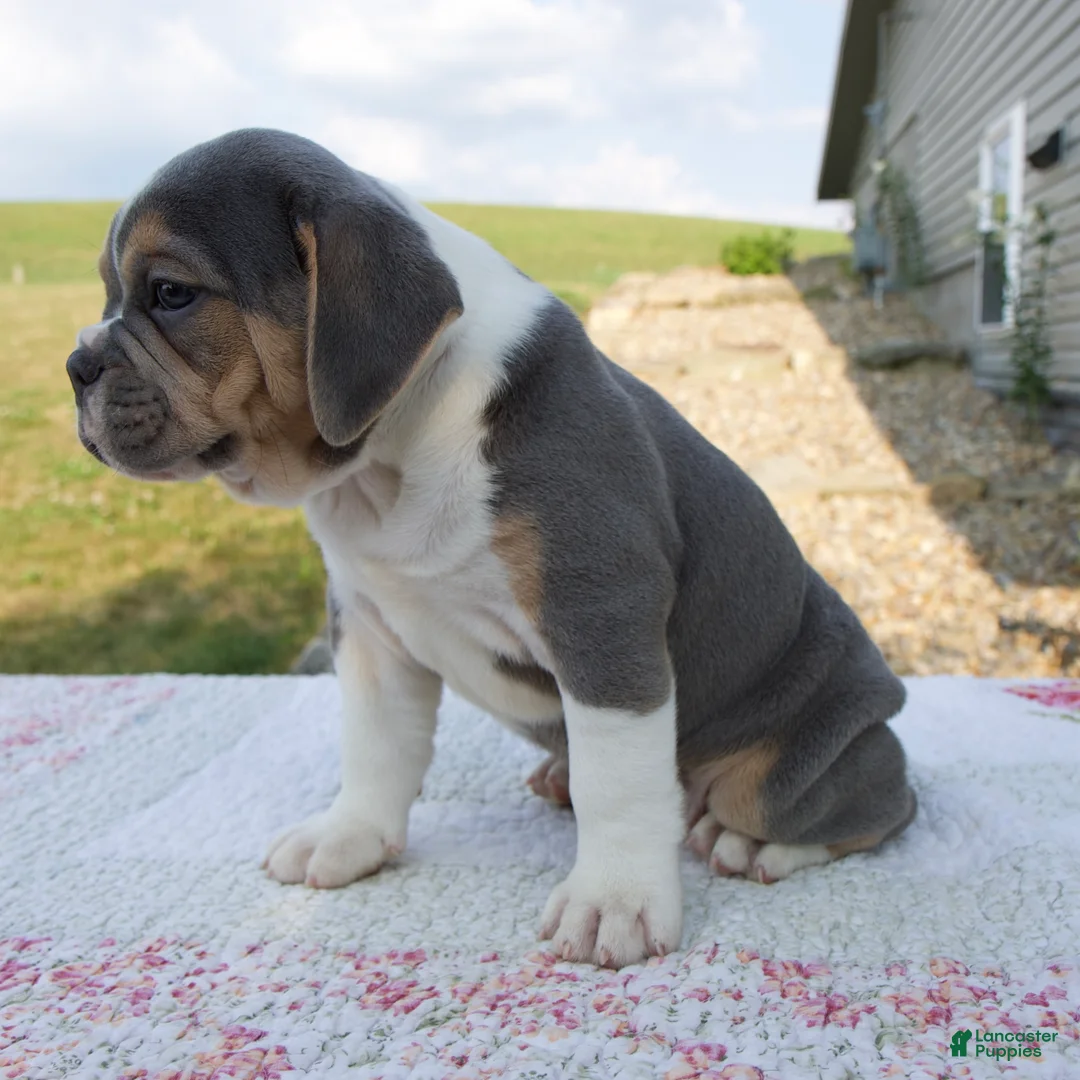 Beabull dogs for sale: Iris - Ad 2