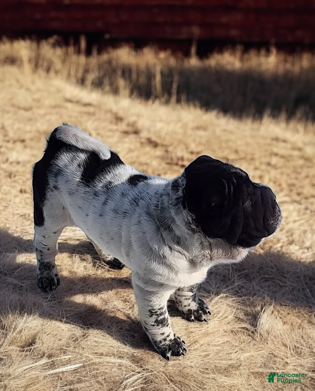 Shar Pei dogs for sale: Oreo black flower mini - Ad 9
