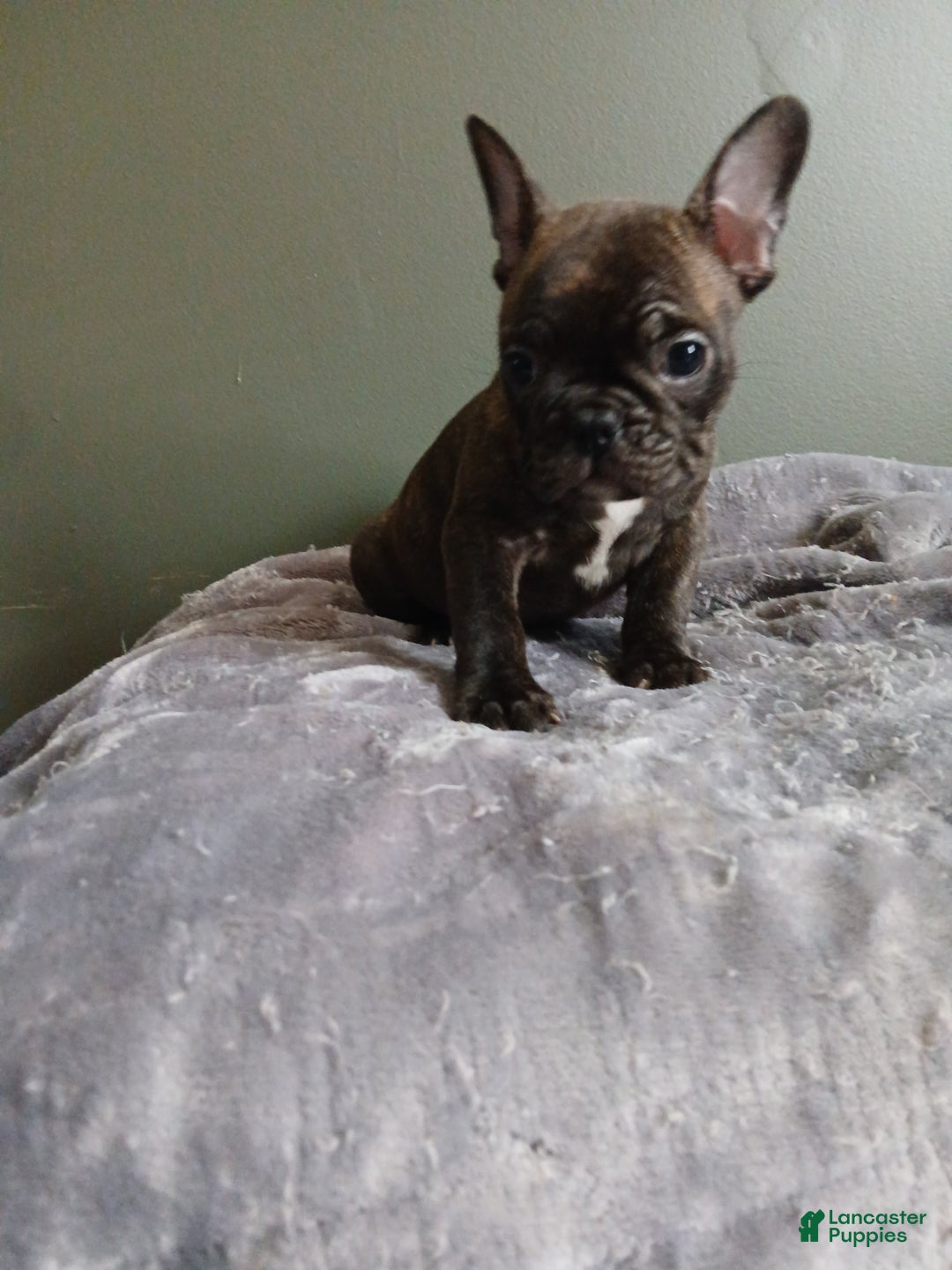 French Bulldog dogs for sale: French Bulldog Puppy 1 - Ad 2