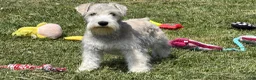 Miniature Schnauzer dogs for sale: Elijah  - Ad 1