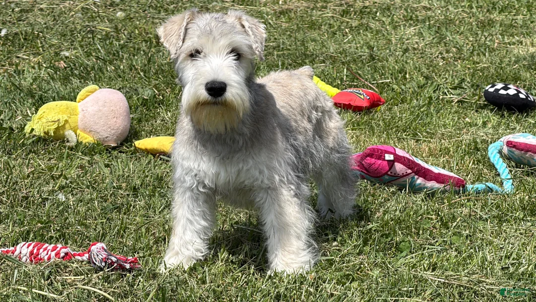 Miniature Schnauzer dogs for sale: Elijah  - Ad 1