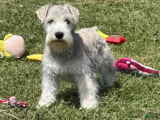 Miniature Schnauzer dogs for sale: Elijah - Ad 2