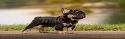 French Bulldog dogs for sale: T-Bone - Ad 7