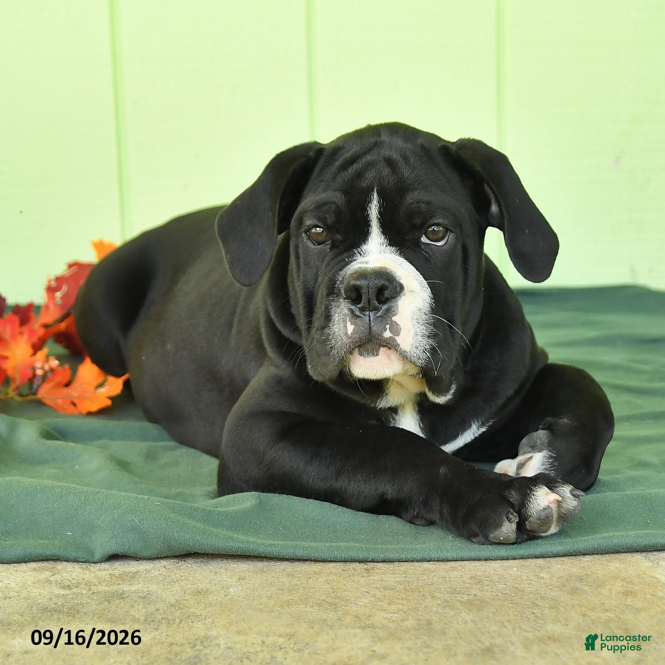 Olde English Bulldogge dogs Diesel - Ad 1
