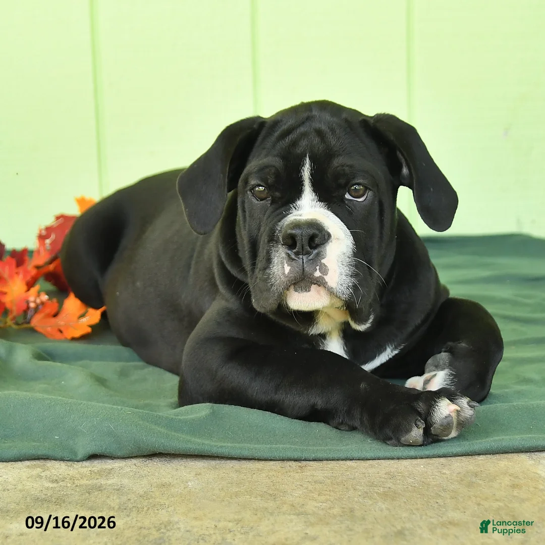 Olde English Bulldogge dogs for sale: Diesel - Ad 1