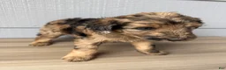 Aussiedoodle dogs for sale: Cornflower - Ad 6