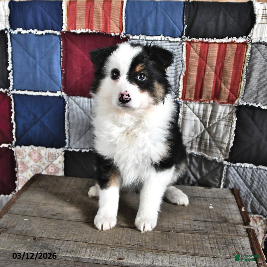 Australian Shepherd dogs Poppy - Ad 2