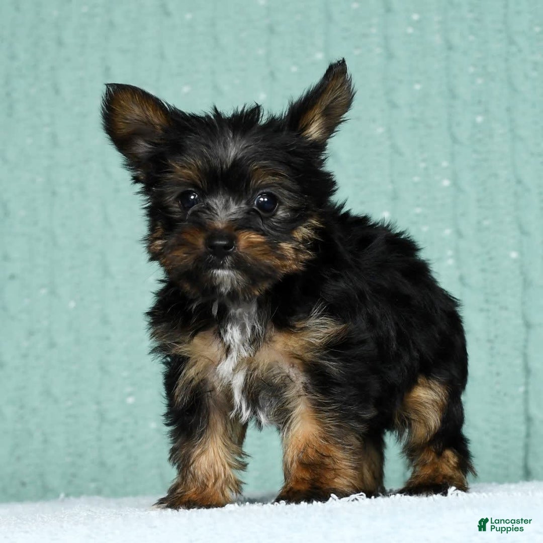 Yorkshire Terrier Anxiety Dog Breeds Annabelle For Sale In Fresno