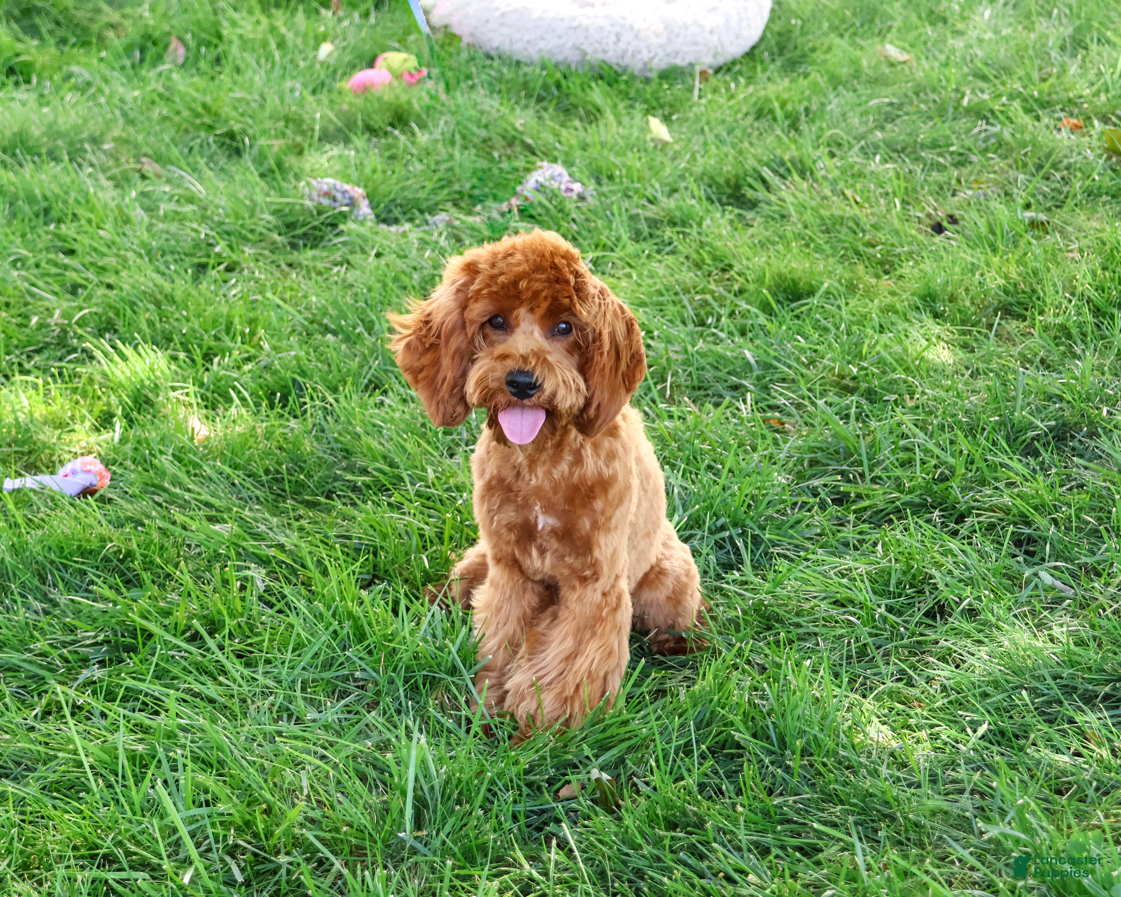 Cavapoo dogs Amore - Ad 1