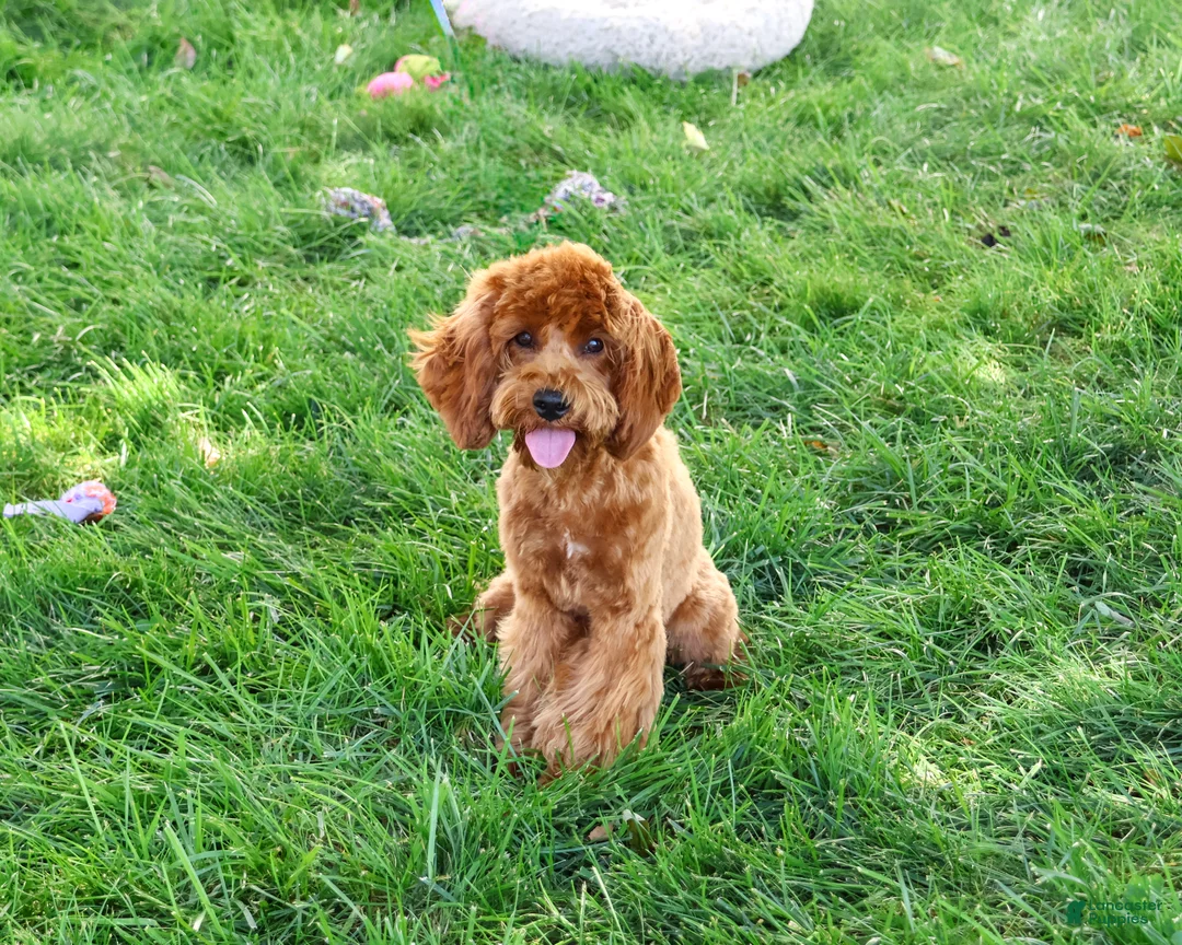 Cavapoo dogs for sale: Amore - Ad 1