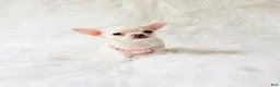 Chihuahua dogs for sale: Liam - Ad 9