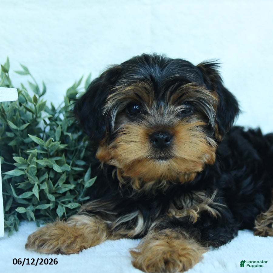 Yorkshire Terrier dogs Barry - Ad 2