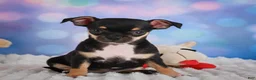 Chihuahua dogs for sale: Charlie - Ad 10