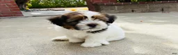 Mixed Breed dogs for sale: 🐶Teddy Bear Pink 🩷 - Ad 9