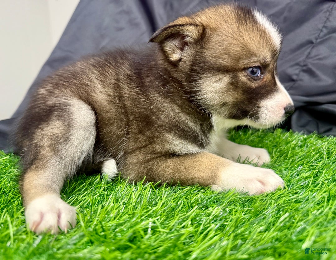 Mixed Breed dogs for sale: Noelle - Ad 13