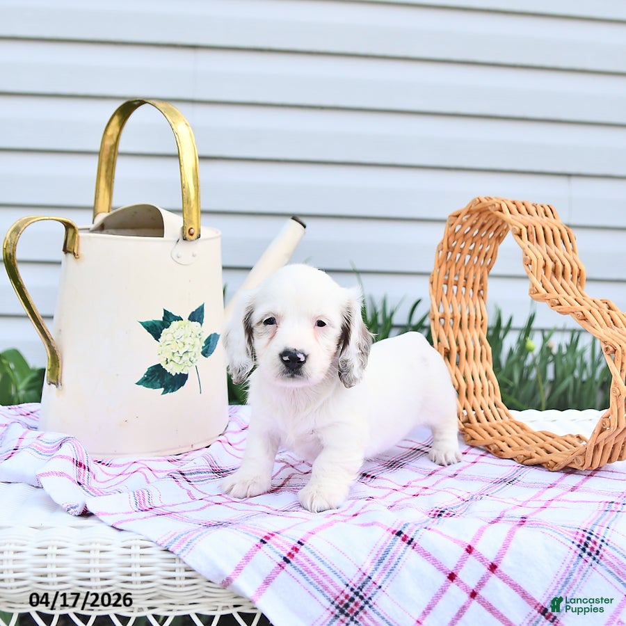 Dachshund dogs Dahlia - Ad 1