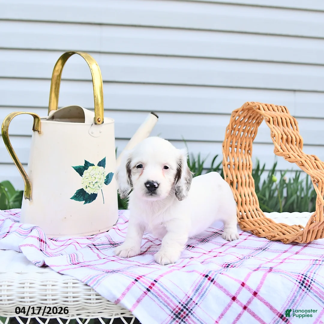 Dachshund dogs for sale: Dahlia - Ad 1