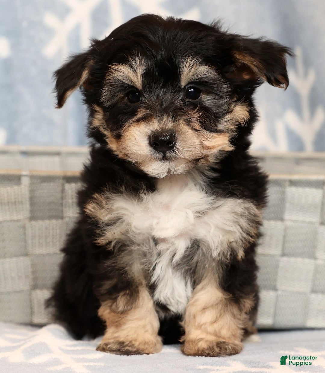 Yochon dogs for sale: Teddy - Ad 7