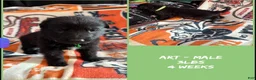 German Shepherd dogs for sale: German Shepherd 2 - Ad 2