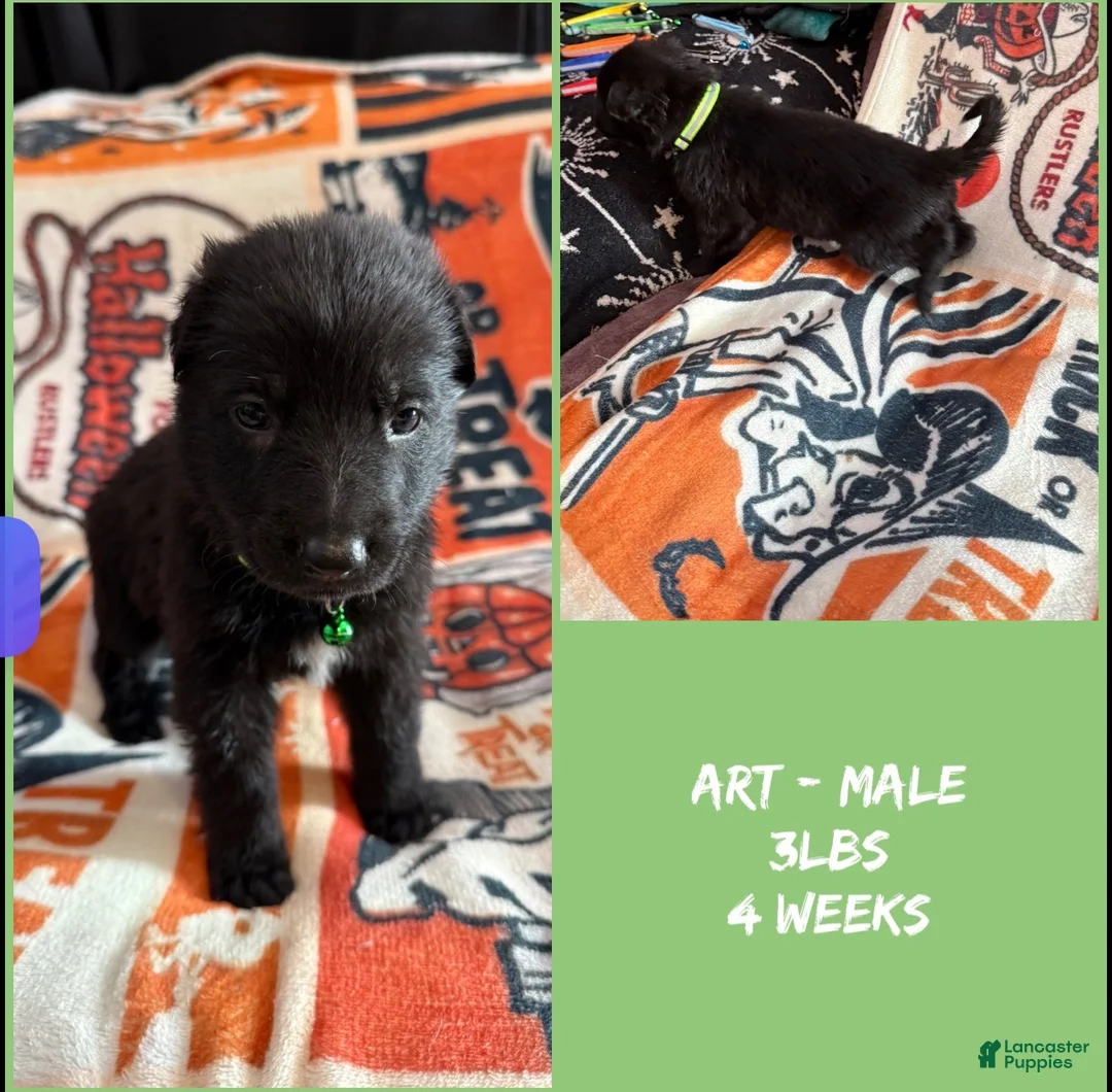 German Shepherd dogs for sale: German Shepherd 2 - Ad 2