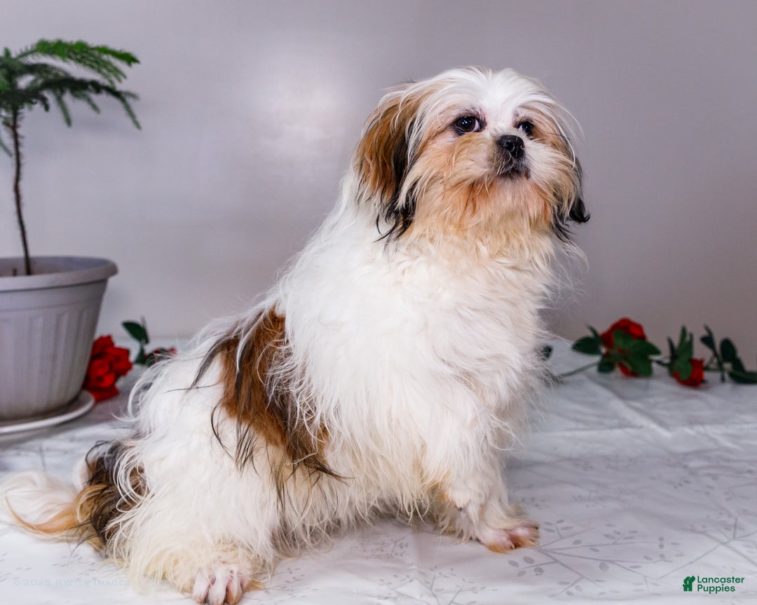 Shih Tzu dogs for sale: Keturah - Ad 8